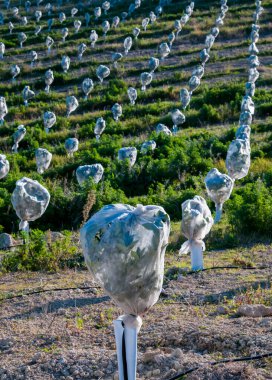 Dolu önleyici ile kaplanmış genç portakal ağaçları.