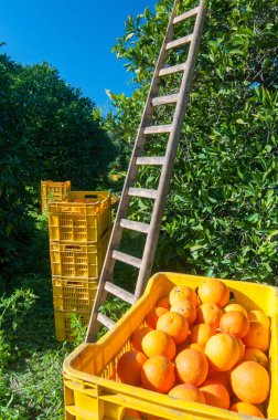 Sicilya 'da hasat zamanı bir kutuda tarocco portakallarının yakın çekim görüntüsü