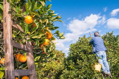 Tahta merdiven hasat zamanı portakal ağacına dayanır.