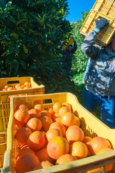 Nahaufnahme Einiger Tarocco Orangen Auf Einer Schachtel Während Der Erntezeit — Stockfoto