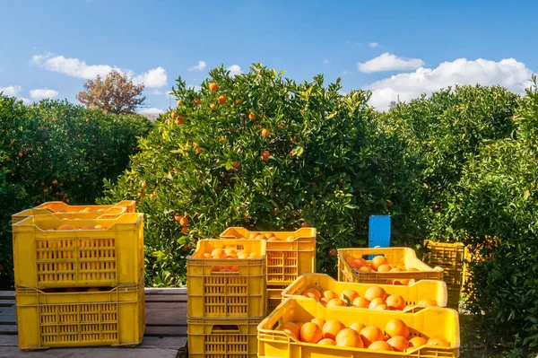 西西里收获季节在一组箱子上看到的一些焦油橙子 — 图库照片