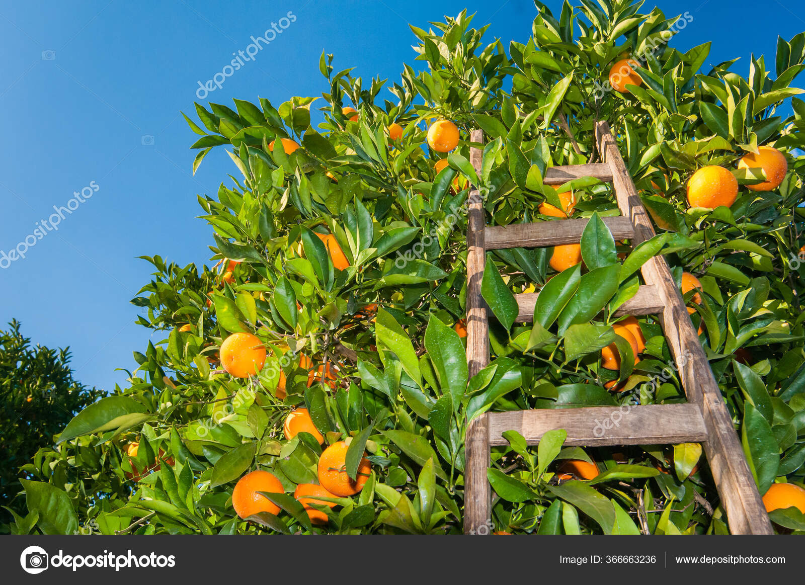 Wooden Ladder Leaned Orange Tree Harvest Time Stock Photo by ©siculodoc 366663236