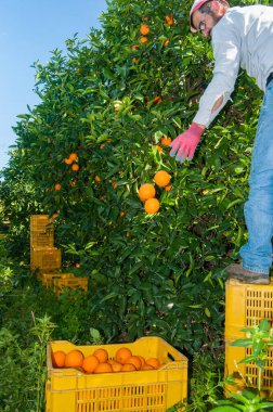 29 Ocak 2020 'de tarocco portakalları, Francofonte, Sicilya, Turunçgil Korusu' nda çiftçiler iş başında.