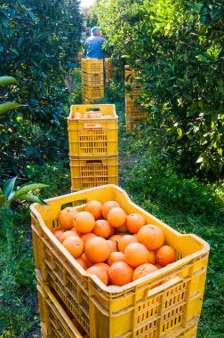 Sicilya 'da hasat zamanı bir kutuda tarocco portakallarının yakın çekim görüntüsü