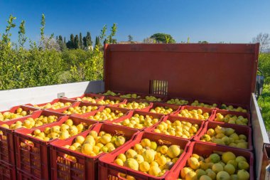 Kutular dolusu limon topladı Catania, Sicilya yakınlarındaki bir narenciye korusunda.