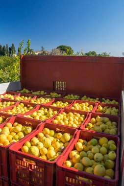 Kutular dolusu limon topladı Catania, Sicilya yakınlarındaki bir narenciye korusunda.