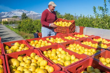 8 Şubat 2020 'de Katanya, Sicilya' da limon hasat zamanı