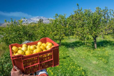 Siciiy 'de limon dolu bir kutu taşırken iş yerindeki çiftçiler arka planda Etna Dağı' nda limon topluyor.