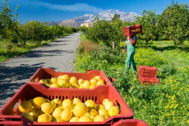 Arka planda Catania, Sicilya ve Etna Dağı yakınlarındaki bir narenciye korusunda toplanan limonlarla dolu kutular.
