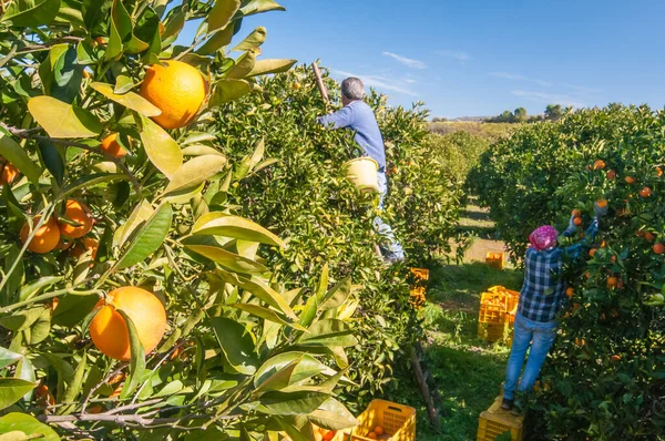 View Some Tarocco Oranges Tree Harvest Time Sicily — 스톡 사진