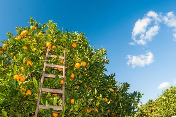 Wooden ladder leaned on an orange tree during harvest time