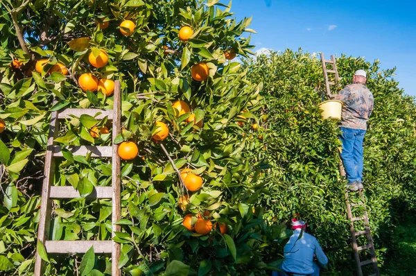 Wooden ladder leaned on an orange tree during harvest time