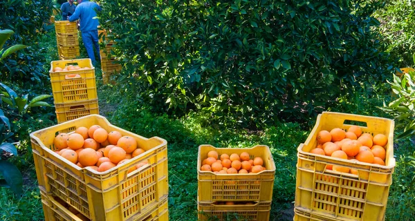 Προβολή Ορισμένων Πορτοκαλιών Tarocco Μια Ομάδα Κιβωτίων Κατά Διάρκεια Της — Φωτογραφία Αρχείου