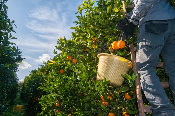 Αγρότες Που Εργάζονται Ένα Άλσος Εσπεριδοειδών Ενώ Μαζεύουν Πορτοκάλια Tarocco — Φωτογραφία Αρχείου