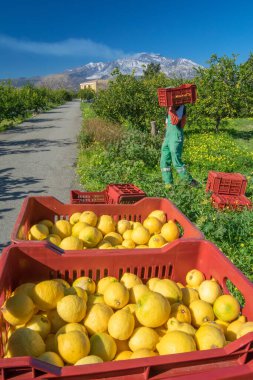 Arka planda Catania, Sicilya ve Etna Dağı yakınlarındaki bir narenciye korusunda toplanan limonlarla dolu kutular.