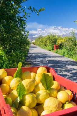 Arka planda Catania, Sicilya ve Etna Dağı yakınlarındaki bir narenciye korusundan limon topladım.