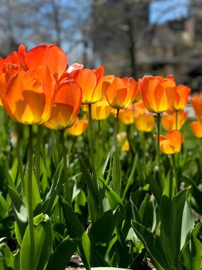 Halka açık bir bahçede gün ışığı açan laleler.