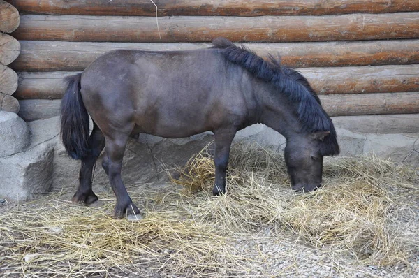 Photo of a pony near a wooden house during a meal.