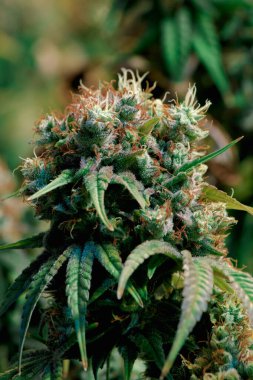 Olgun kapalı mekan eğlence ve tıbbi marihuana endüstrisi bitkisine yakından bakınca görünür kehribar çiçekleri ve gelişen trikolar.