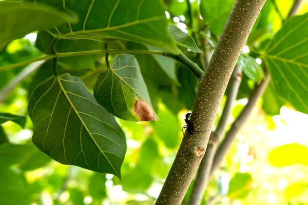 유틸리티 나무는 트리에 수있고 곤충을 상하게 수있으며 장식용 식물로서 가치가 — 스톡 사진