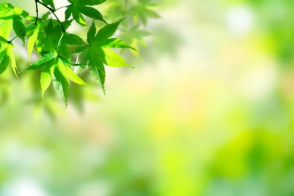 Akçaağaç yaprağı yeşil ve arka plan bulanıklık.