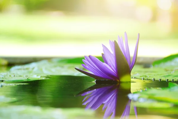 Güzel lotus çiçeği mor ve güneş ışığı doğa arka plan bulanıklık.