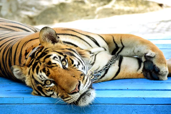 Close up tiger looking. Royalty Free Stock Images