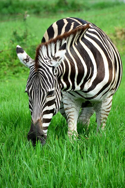 Zebra eating grass. — Stock Photo, Image