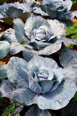 Kırmızı lahanaları kapatın.