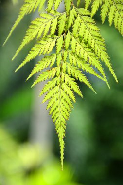 Fern yaprak kadar kapatın.