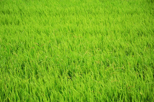 Świeże ryżowe pole. — Zdjęcie stockowe