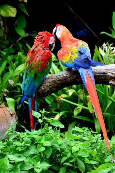 Scarlet Macaw parrot and  green winged macaw. — Stock Photo, Image