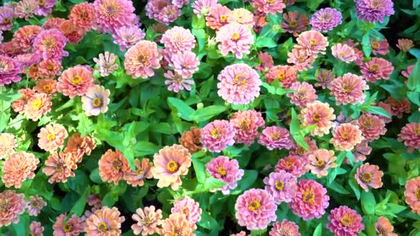 Sparkle Solen Vidrör Zinnia Blomma Fält Medan Vinden Blåser Förbi — Stockvideo