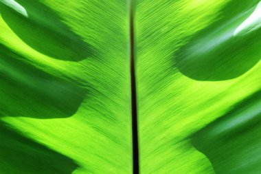 Arka plan için taze yeşil yaprak dokusunu kapat.