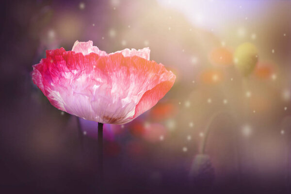 Close up fresh poppy flowers and soft blurred beautiful nature for background.