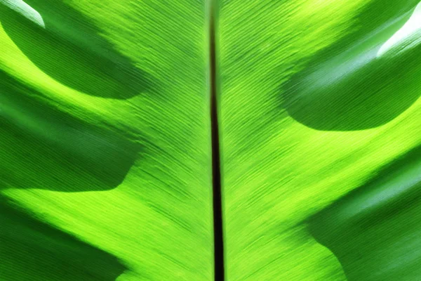 Cierre Hojas Verdes Frescas Textura Abstracta Naturaleza Para Fondo — Foto de Stock