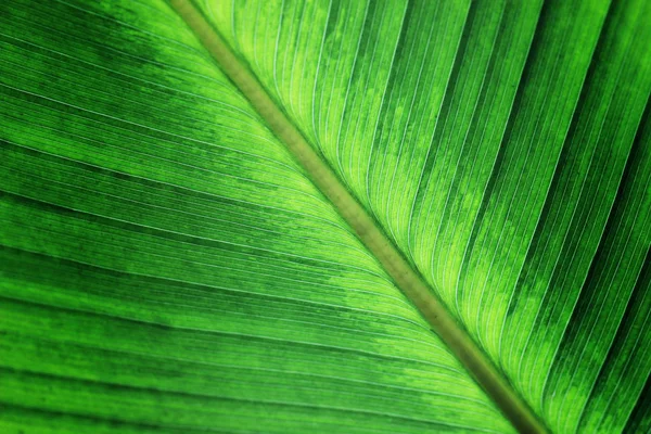 新鲜的宏观绿叶自然抽象纹理背景 — 图库照片