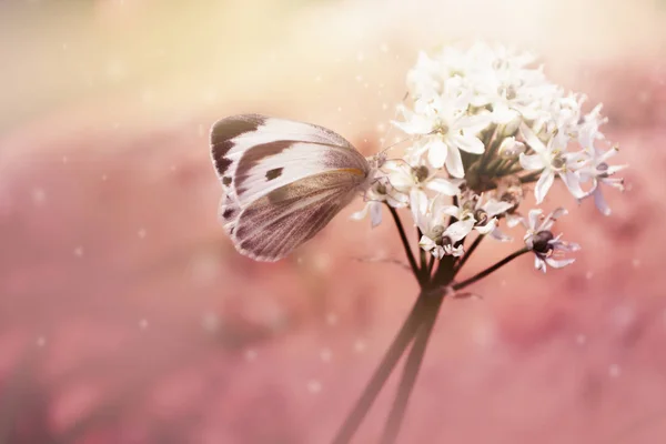 Κοντινό Πλάνο Πεταλούδα Λευκά Λουλούδια Και Μαλακό Θολό Φόντο Της Φωτογραφία Αρχείου