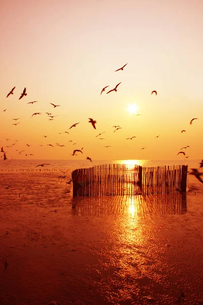 Beautiful nature landscape sunset and birds on the beach.