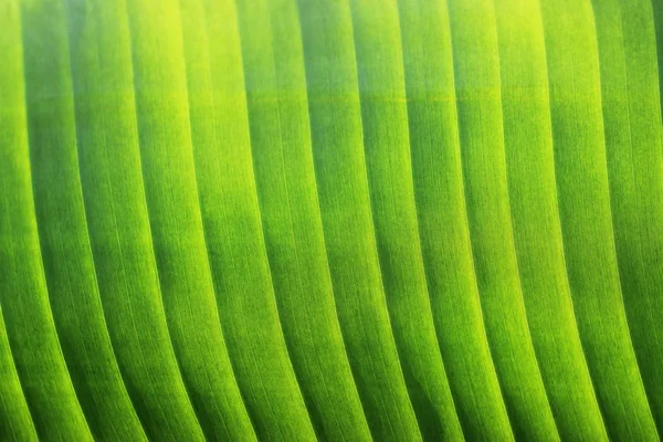 香蕉绿叶自然新鲜宏观抽象质感为背景 — 图库照片
