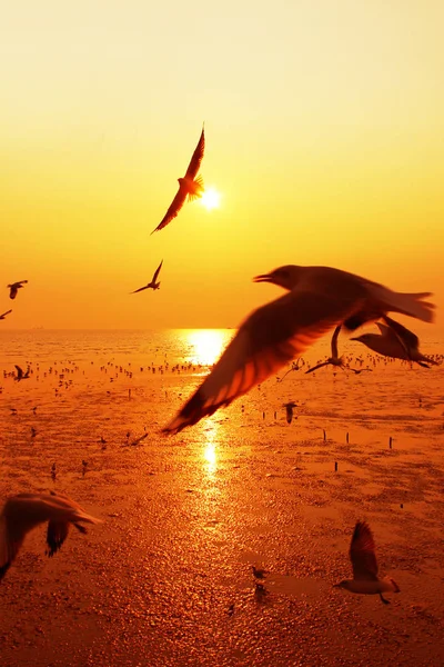 Beautiful Nature Landscape Sunset Seagull Birds Beach — Stock Photo, Image