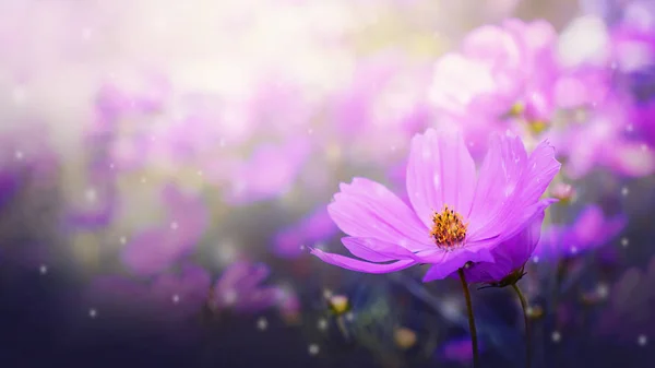 Flores Cosmos Moradas Frescas Que Florecen Jardín Hermosa Naturaleza Primavera — Foto de Stock