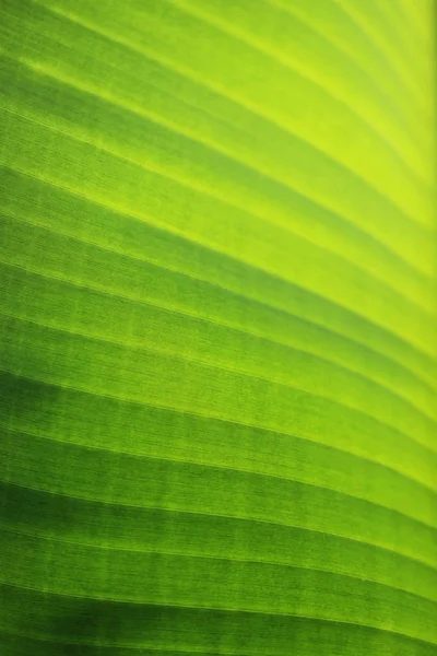 鲜绿色香蕉叶自然抽象图案背景的特写 — 图库照片