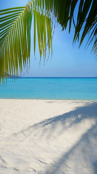 Bela Praia Tropical Fundo Com Palmeira Verão — Fotografia de Stock