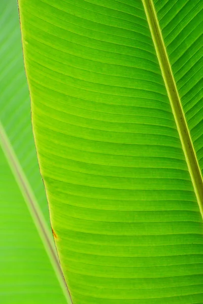 Texture background of fresh green banana leaf, Close up abstract nature.
