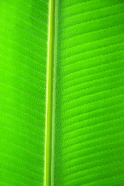Υφή Φόντο Του Φρέσκου Πράσινου Φύλλου Μπανάνας Close Αφηρημένη Φύση — Φωτογραφία Αρχείου