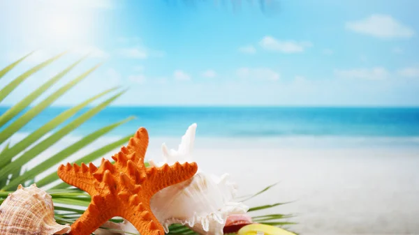 Muscheln Und Verschwommener Strand Hintergrund Sommerkonzept — Stockfoto