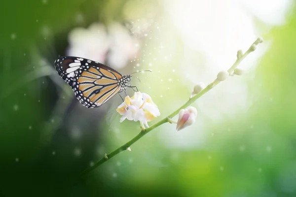 Κοντινό Πλάνο Πεταλούδα Ορχιδέα Λουλούδια Και Μαλακό Θολό Φόντο Ανοιξιάτικη Φωτογραφία Αρχείου