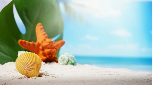 Nahaufnahme Muscheln Mit Seesternen Sandstrand Und Verschwommenen Strand Hintergrund Sommerzeit — Stockfoto