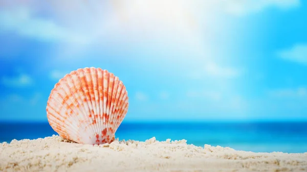 Närbild Snäcka Sandstrand Och Suddig Strand Bakgrund Sommar Tid Koncept — Stockfoto